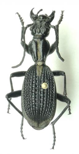 Réf. 195 637 : Cypholoba caillaudi boucardi
